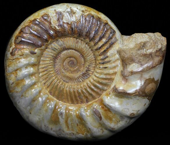 Wide Jurassic Ammonite Fossil - Madagascar #59603